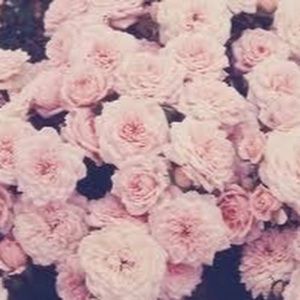 Meet your Posher, Kyleen